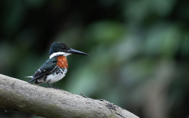 Frederic-Demeuse-wildlife-Green-kingfisher