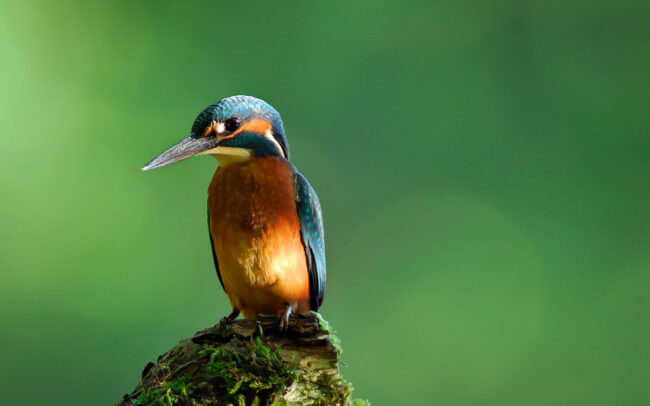 Frederic-Demeuse-wildlife-kingfisher-young