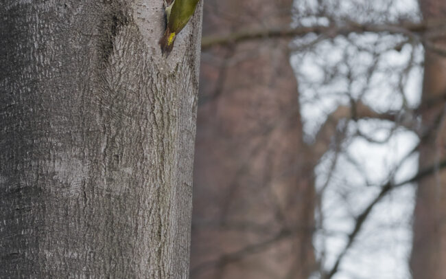 Frederic-Demeuse-wildlife-photographer-Sonian-Forest-Green-woodpecker