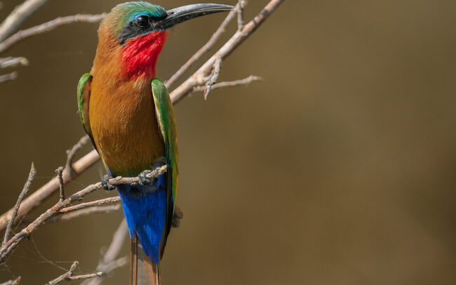 Frederic-Demeuse-wildlife-photographer-bee-eater