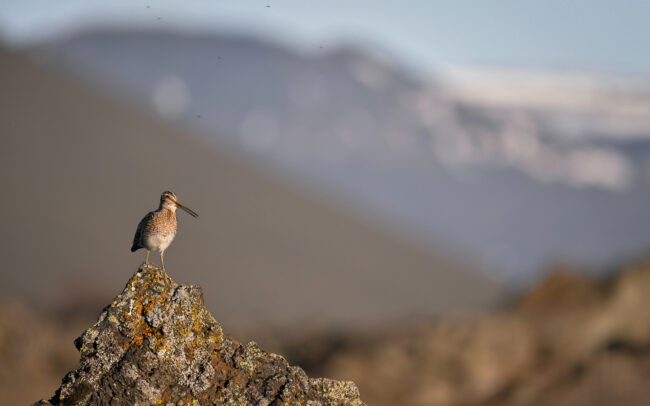 Frederic-Demeuse-wildlife-photography-2