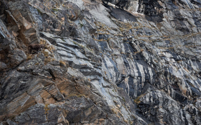 Frederic-Demeuse-wildlife-photography-Ibex-Gran Paradiso