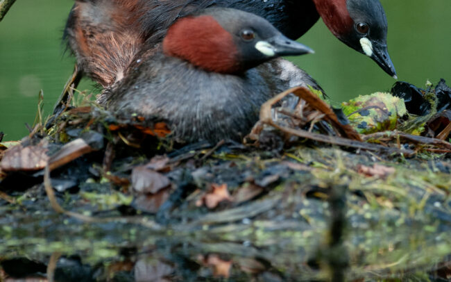 Frédéric-Demeuse-wildlife-photography-Little-grebes