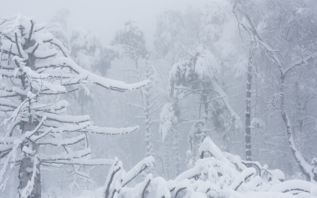 Frédéric-Demeuse-winter-forest-photography