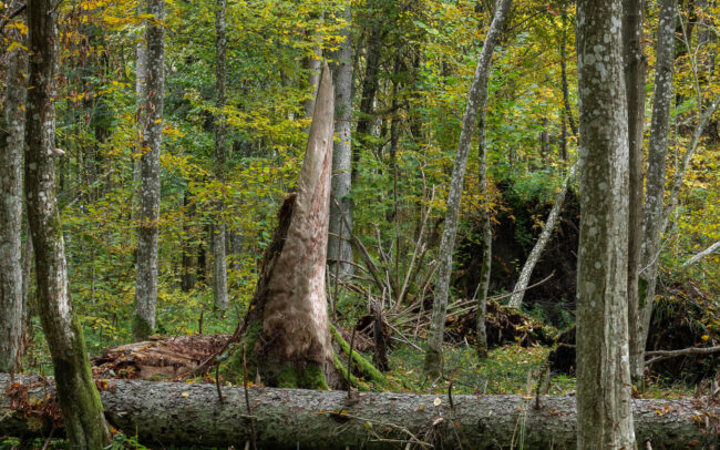 Frédéric-Demeuse-Bialowieza-Forest-Biosphere-reserve-Unesco-site-autumn