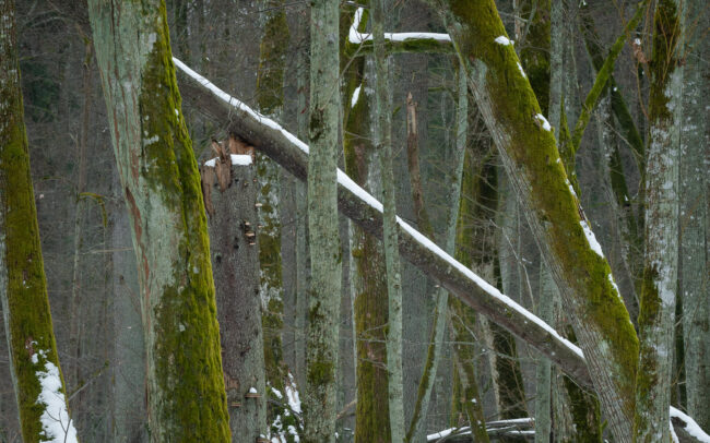 Frederic-Demeuse-Bialowieza Forest-National-Park-Biosphere-reserve-Winter-1