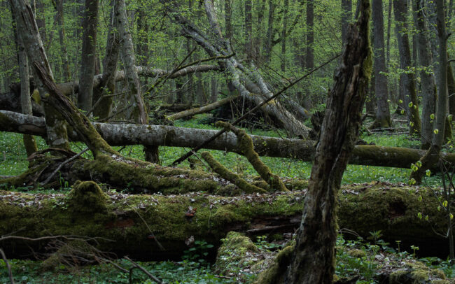 Frédéric-Demeuse-Forest-photography-Foret-de-Bialowieza-April