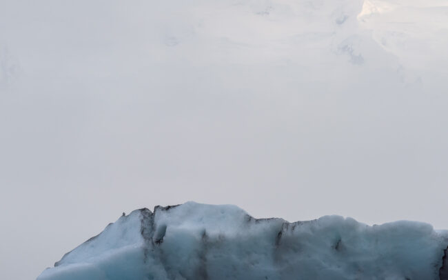 Frédéric Demeuse Photography - Arctic tern