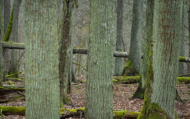 Frédéric Demeuse Photography - Bialowieza Forest-2