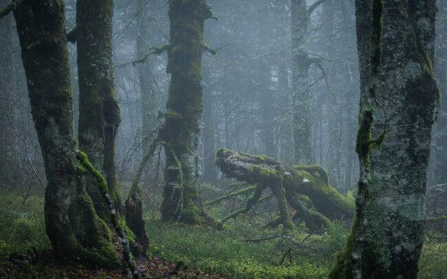 Frédéric Demeuse Photography -Forgotten Places-Primary-forest-2