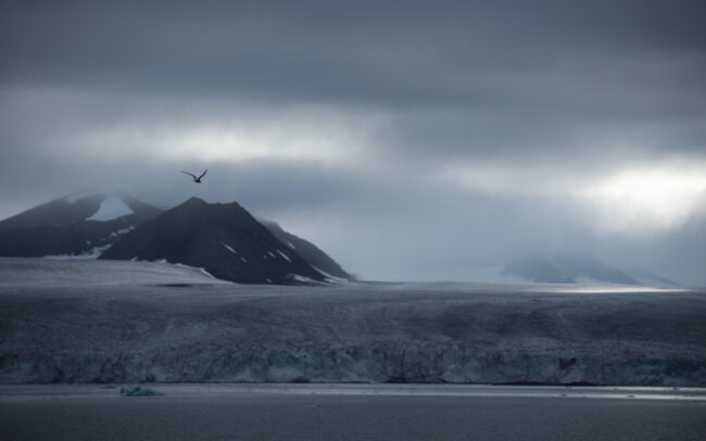 Frédéric Demeuse Photography - Lands-Svalbard-Arctic Tern