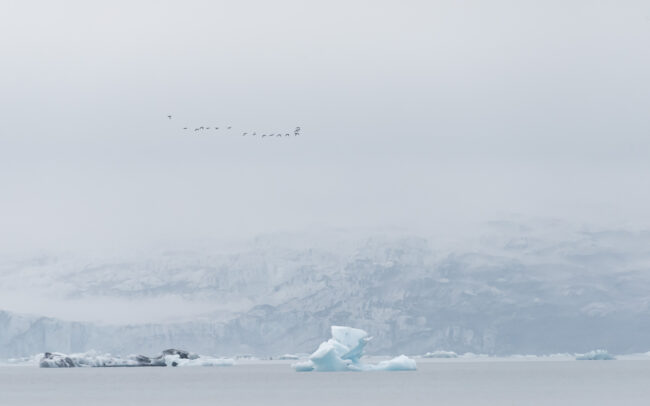 Frédéric Demeuse Photography - Mergansers-Iceland