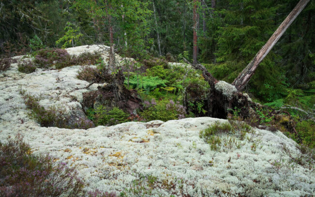 Frédéric Demeuse Photography -Primary-Forest-Lapland