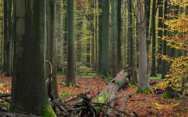 Frédéric Demeuse Photography - Sonian Forest-Unesco site-3