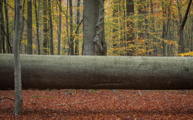 Frédéric Demeuse Photography - Sonian Forest-Unesco site-floating-trunk