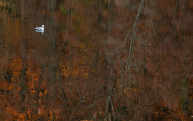 Frédéric Demeuse Photography -wildlife-Sonian-Forest