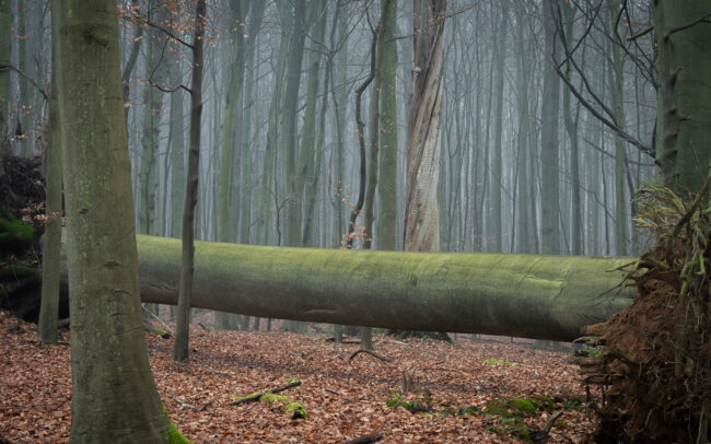 Frederic-Demeuse-Sonian-Forest-UNESCO-winter-beech-tree