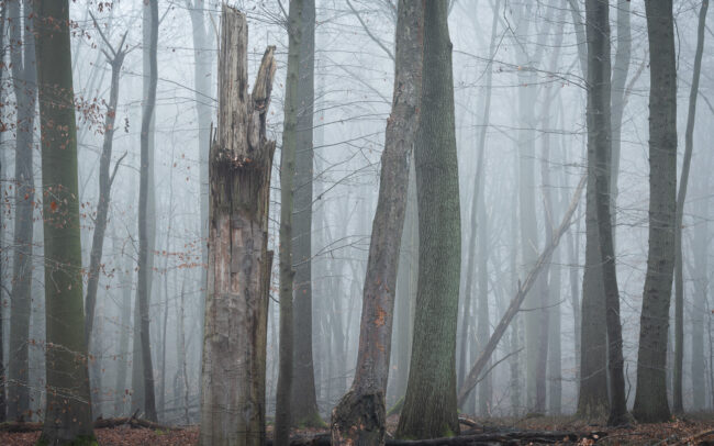 Frederic-Demeuse-Sonian-Forest-UNESCO-winter-misty-morning