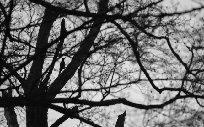 Frederic Demeuse-forest-wildlife-photography-Black-woodpecker