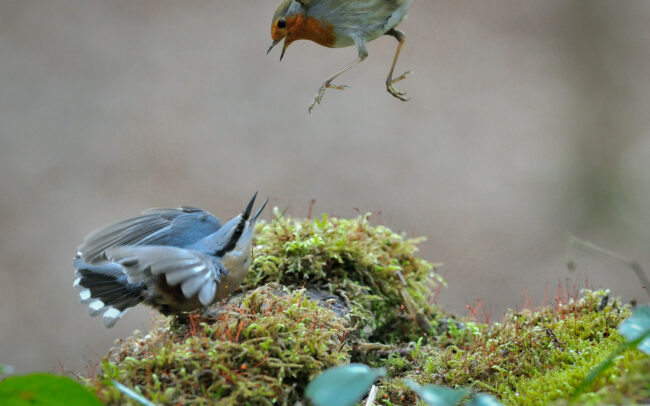 Frederic Demeuse-forest-wildlife-photography-birds