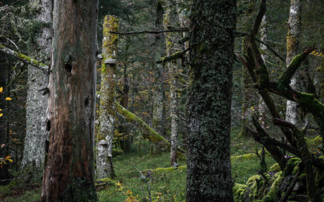 Frédéric-Demeuse-photography-forêts-primaires-forgotten-places-forest-photographer