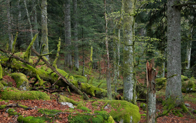 Frédéric-Demeuse-primary-forest-Romania