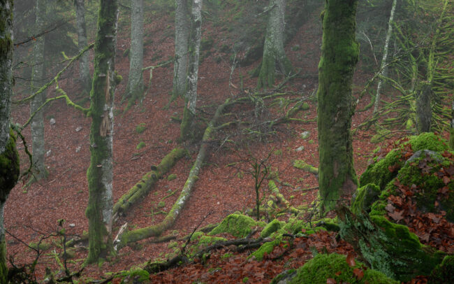 Frédéric-Demeuse-primary-forest-Ventron-Unesco site