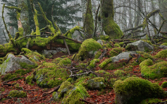 Frédéric-Demeuse-primary-forest-forgotten-places