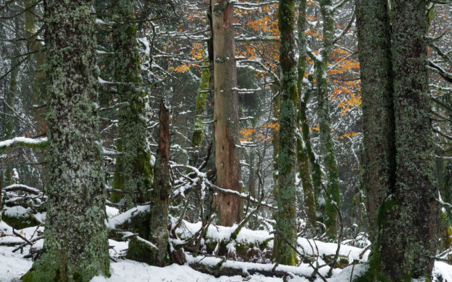 Frederic Demeuse-primary-forest-photography