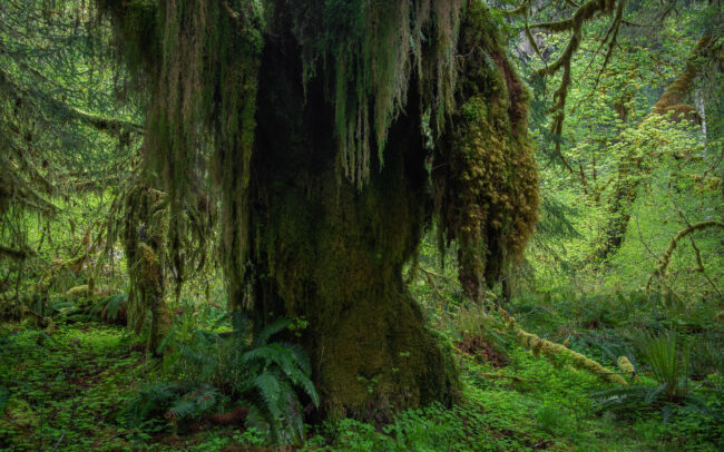 Frédéric Demeuse-temperate-rainforest-Pacific-Northwest-2