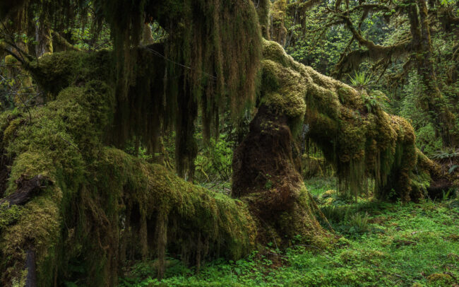 Frederic Demeuse rainforest