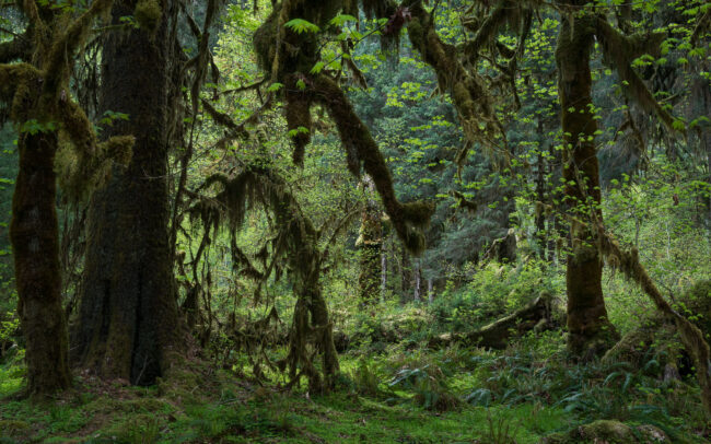 Frédéric Demeuse-temperate-rainforest-Pacific-Northwest-Hoh-rainforest-sunset
