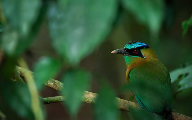 Frederic-Demeuse-wildlife-bird-photographer-Motmot