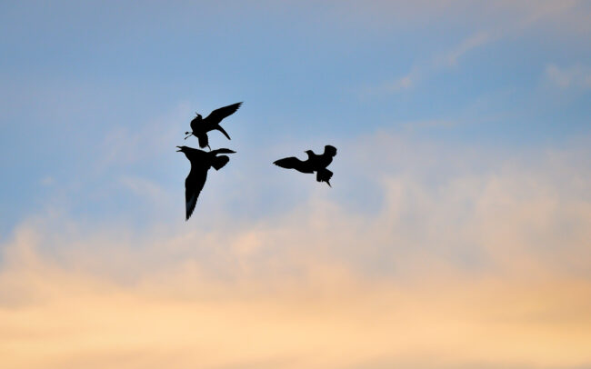 Frederic-Demeuse-wildlife-bird-photographer-Skuas-altercation