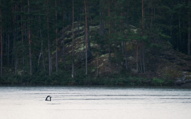 Frederic-Demeuse-wildlife-photography-Red-throated divers-Sweden