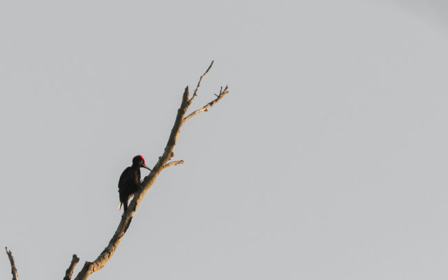 Frederic-Demeuse-wildlife-photography-male Black-Woodpecker-February