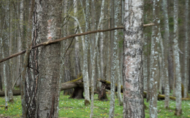 Frederic demeuse Bialowieza Forest-April
