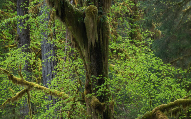 Hoh Rainforest-Big-Leaf-Maple