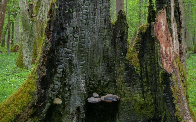 Primeval candle-Bialowieza Forest-April