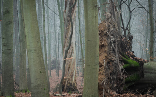 Sonian Forest-UNESCO-site-Frederic-Demeuse-photography