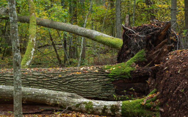 Frederic-Demeuse-Bialowieza-Forest