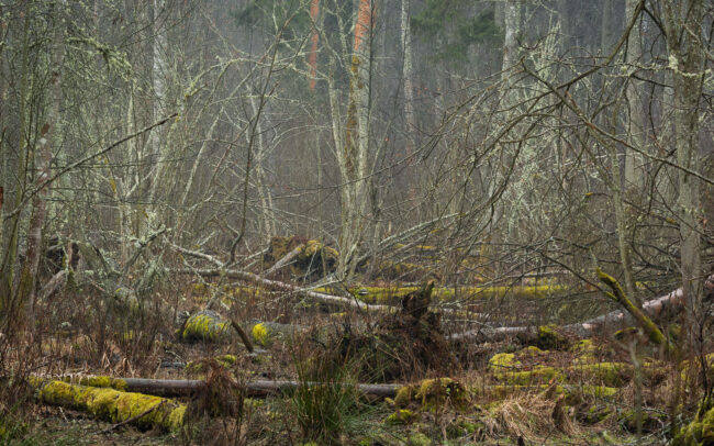 Frédéric Demeuse-Bialowieza-Forest-7