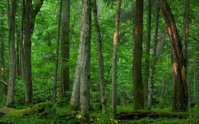 Frédéric Demeuse-Bialowieza-Forest-Debowy-grad-Spring