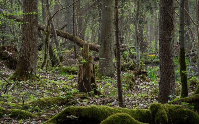 Frédéric Demeuse-Bialowieza-Forest-alder-carr