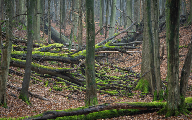 Frederic-Demeuse-Sonian-Forest-Unesco-site