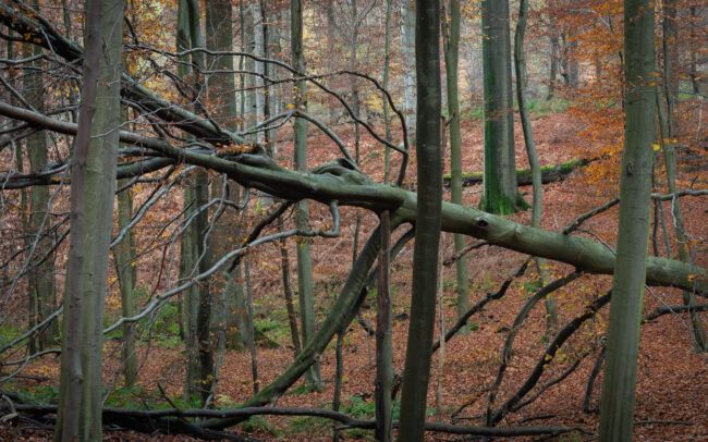 Frédéric Demeuse-Sonian-Forest-Unesco-site