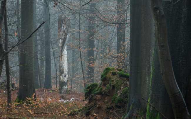 Frédéric Demeuse-Sonian-Forest-Unesco-site-3