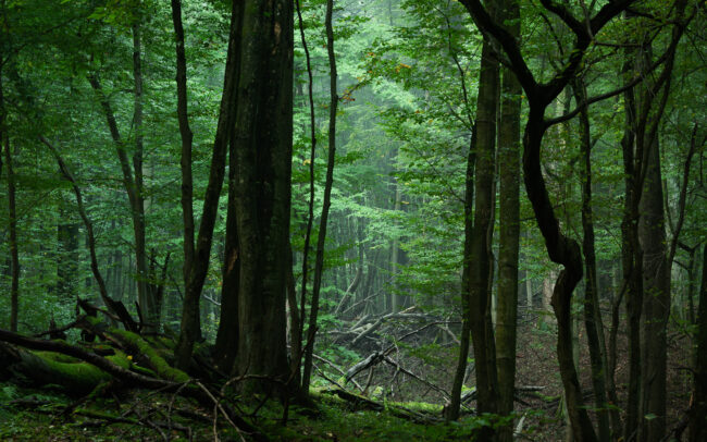 Frédéric Demeuse-Sonian-Forest-Unesco-site-6