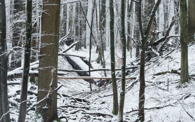 Frédéric Demeuse-Sonian-Forest-Unesco-site-6