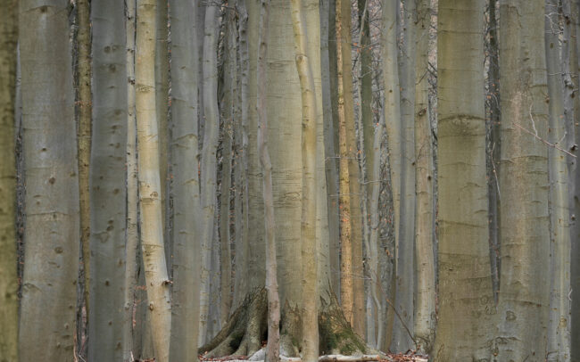 Frédéric Demeuse-Sonian-Forest-Unesco-site-7